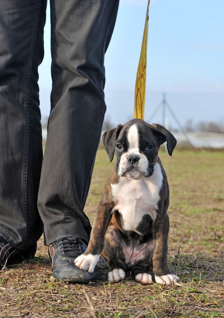 Cachorro boxer