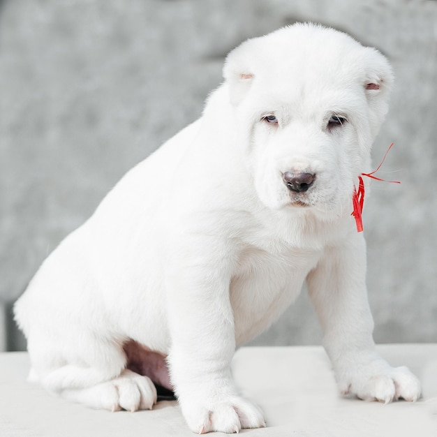 cachorro branco alabai