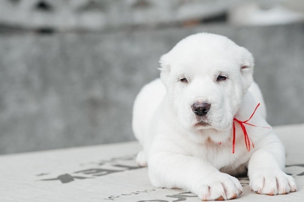 cachorro branco alabai