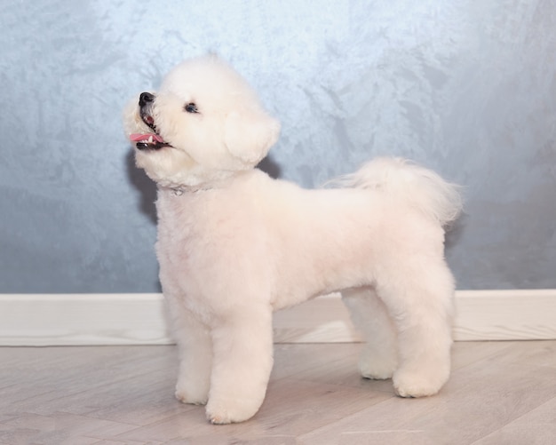 cachorro branco bichon frise em frente a um fundo cinza