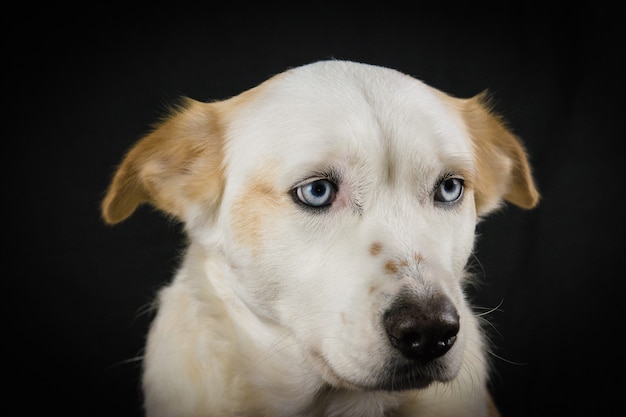 Cachorro branco com olhos azuis em um fundo preto