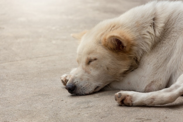 Cachorro branco dormindo