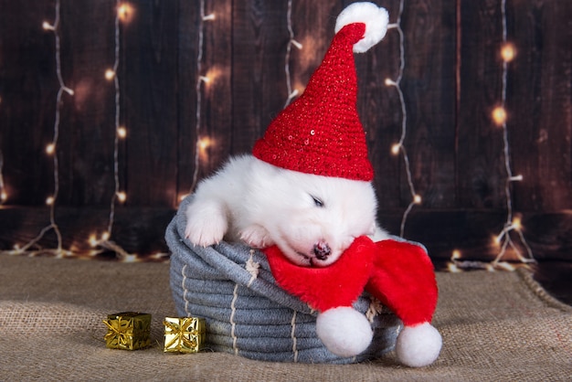 Cachorro branco engraçado samoyed com chapéu de papai noel