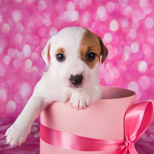 Cachorro branco fofo na caixa rosa com laço.