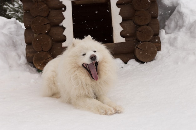 Cachorro branco fofo na neve