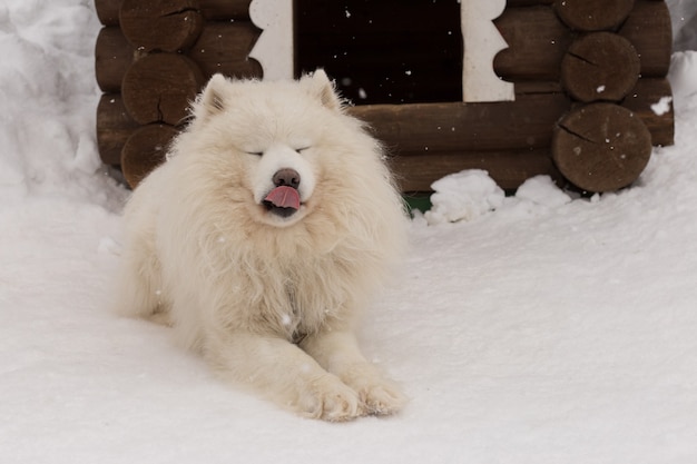 Cachorro branco fofo na neve