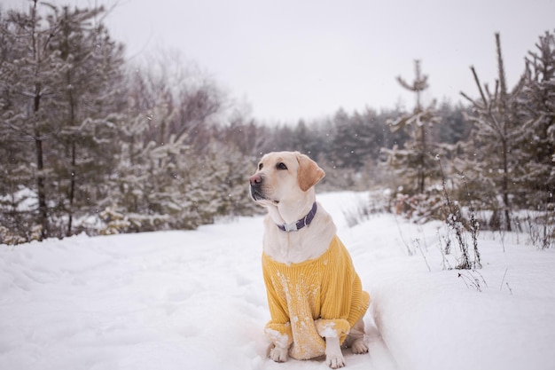 Cachorro branco grande em um suéter amarelo