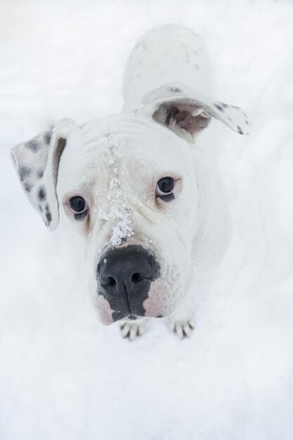 Cachorro branco na neve