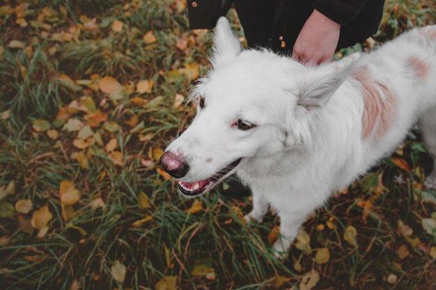 Cachorro branco no outono Folhas de laranja no fundo Temporada de outono