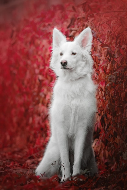 Cachorro branco no outono Folhas vermelhas no fundo Outono