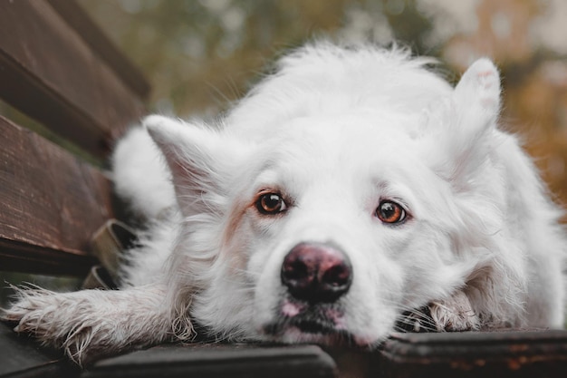 Cachorro branco no outono