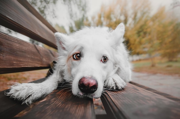 Cachorro branco no outono