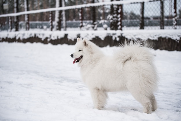 Cachorro branco samoiedo está na neve lá fora no fundo do inverno