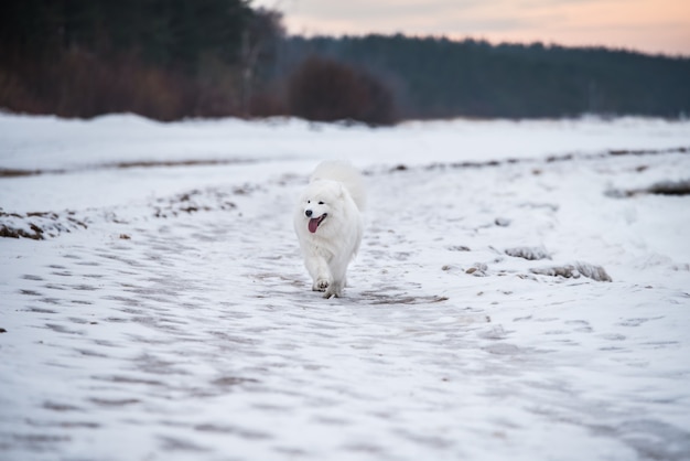 Cachorro branco samoiedo na neve na praia de Saulkrasti, na Letônia