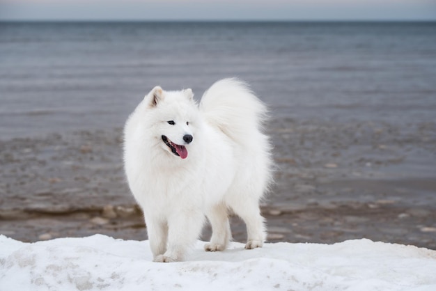 Cachorro branco samoiedo na neve na praia de Saulkrasti, na Letônia