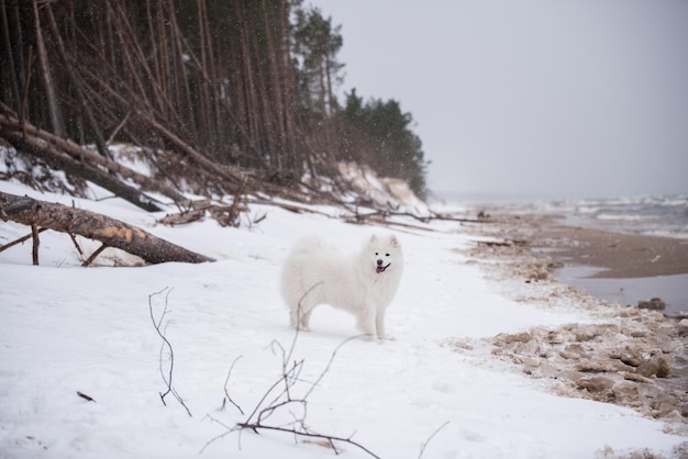 Cachorro branco samoiedo na neve na praia de Saulkrasti, na Letônia