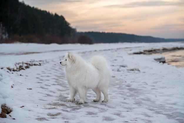 Cachorro branco samoiedo na neve na praia de Saulkrasti, na Letônia