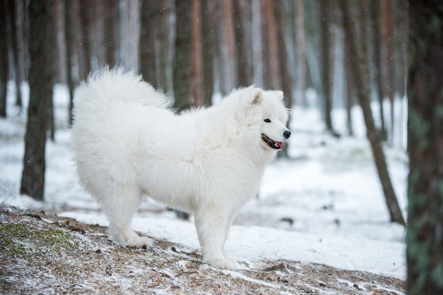 Cachorro branco samoiedo sentado na floresta de inverno
