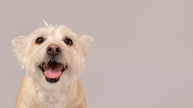 Cachorro branco sendo fofo em um estúdio