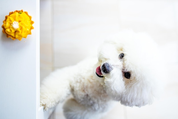 Cachorro branco tentando comer panqueca amarela com creme da tabela copyspace