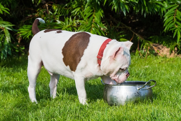 Cachorro branco valentão está bebendo água