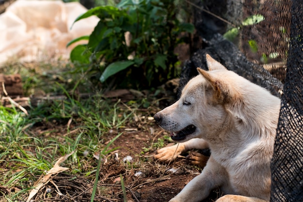 Cachorro branco