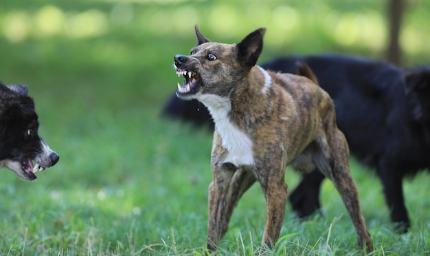 cachorro bravo agressivo