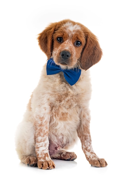 cachorro bretaña spaniel