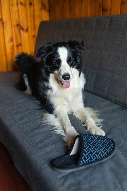 Cachorro brincalhão e travesso border collie após travessura mordendo chinelo deitado no sofá em casa culpado