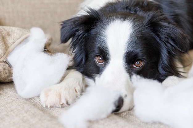 Cachorro brincalhão e travesso border collie após travessura mordendo travesseiro deitado no sofá em casa