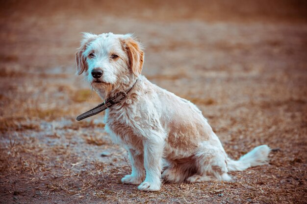 Cachorro brincalhão sentado em uma grama verde em um belo pôr do sol em um parque da cidade