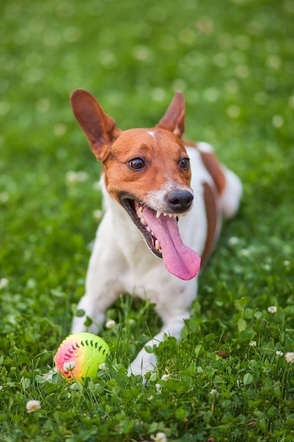 Cachorro brincando com uma bola na grama Jack Russell Terrier