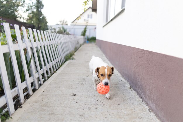 Cachorro brincando com uma bola perto de casa