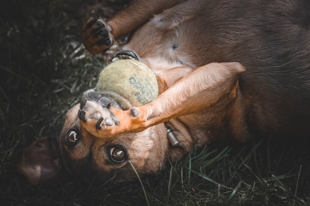 cachorro brincando com uma bola