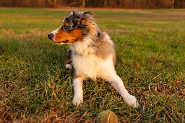 Foto cachorro brincando de pega-pega e descansando na grama