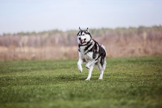 Cachorro brincando e correndo ao ar livre