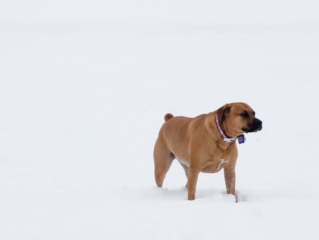 Cachorro brincando na neve