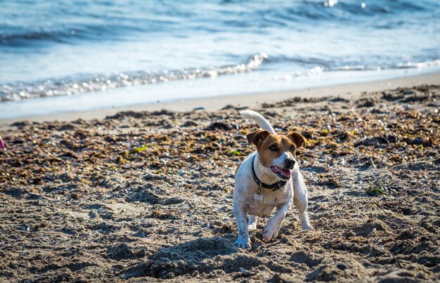 Cachorro brincando na praia