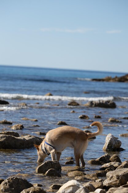 Foto cachorro brincando no mar