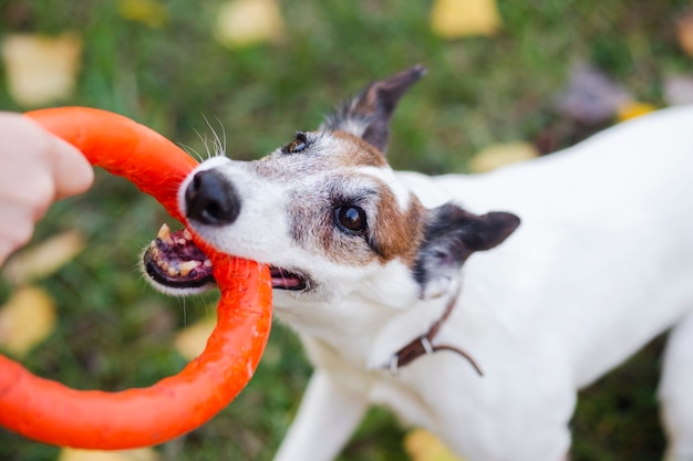 Foto cachorro brincando no parque com brinquedos