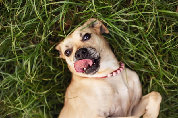 Cachorro brincando no parque deitado na grama Retrato de vista superior