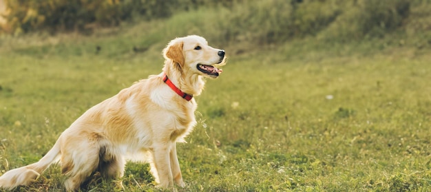 Cachorro brincando no parque