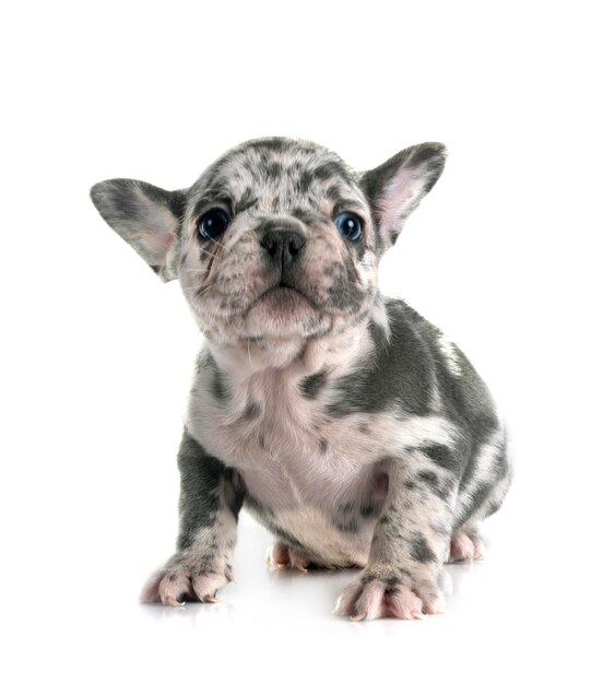 Cachorro buldogue francês no estúdio