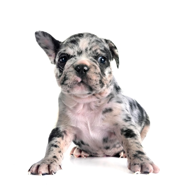 Cachorro buldogue francês no estúdio
