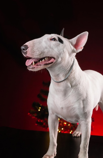 Cachorro bull terrier no fundo de uma árvore de Natal