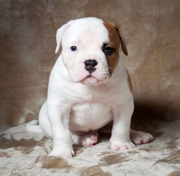 Cachorro bulldog americano branco engraçado