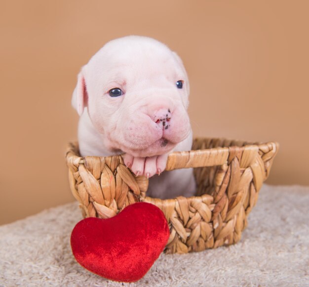 Cachorro de bulldog americano en una canasta con corazón