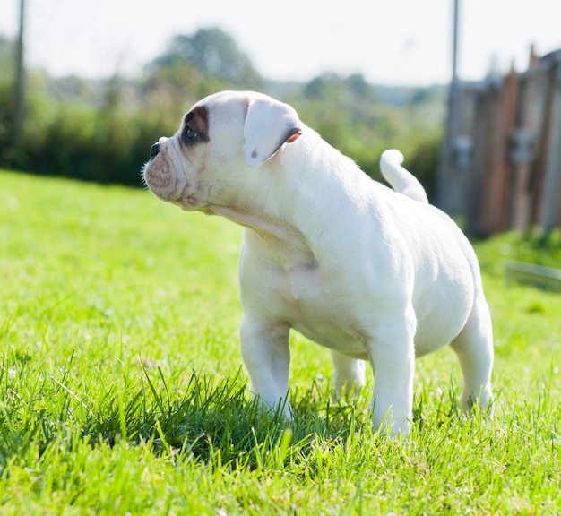 Cachorro Bulldog Americano com casaco branco engraçado