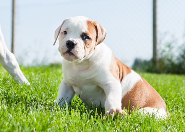 Cachorro Bulldog Americano com manchas vermelhas brancas engraçadas está na natureza