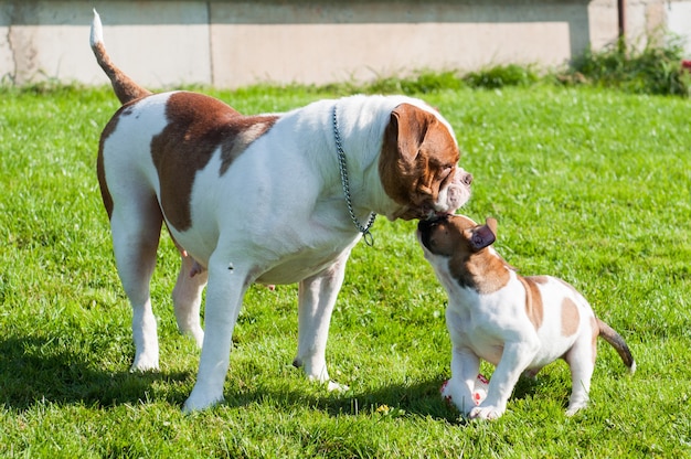 Cachorro de Bulldog americano divertido con perro adulto madre